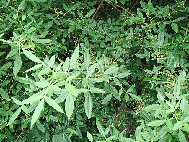 Zanthoxylum planispinum