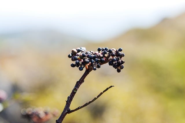 Zanthoxylum schinifolium
