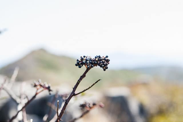 Zanthoxylum schinifolium