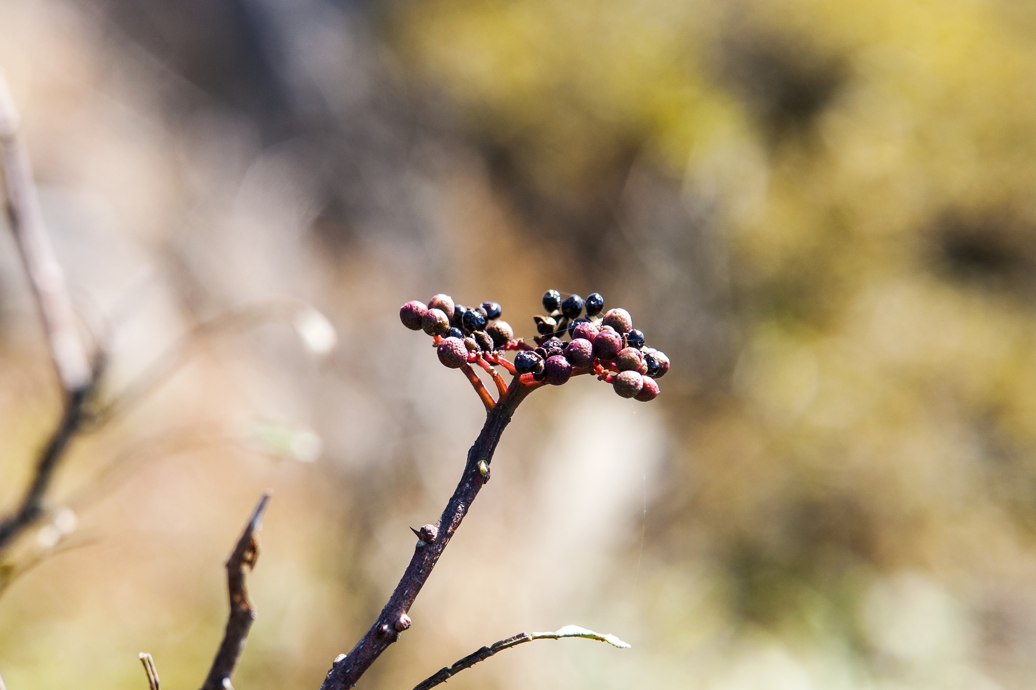 Zanthoxylum schinifolium