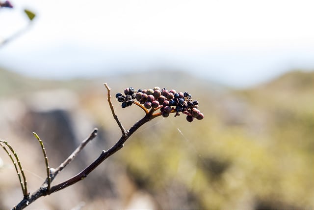Zanthoxylum schinifolium