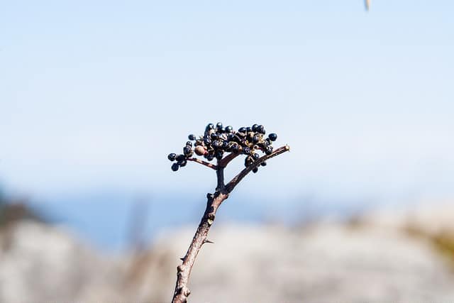 Zanthoxylum schinifolium