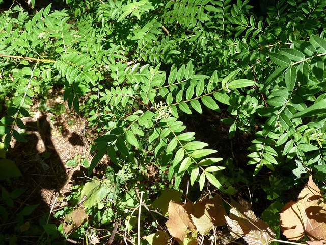 Zanthoxylum schinifolium