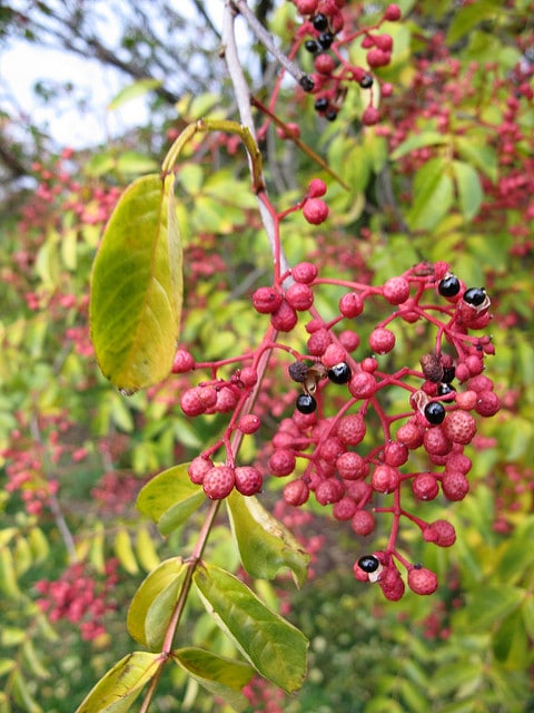 Zanthoxylum simulans
