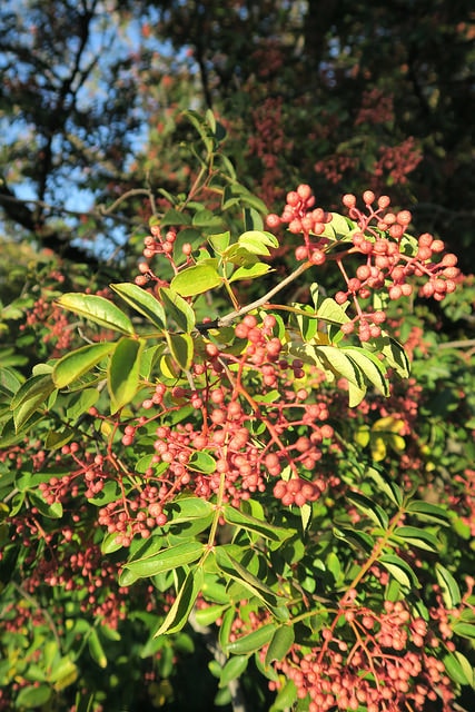 Zanthoxylum simulans