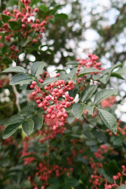 Zanthoxylum simulans