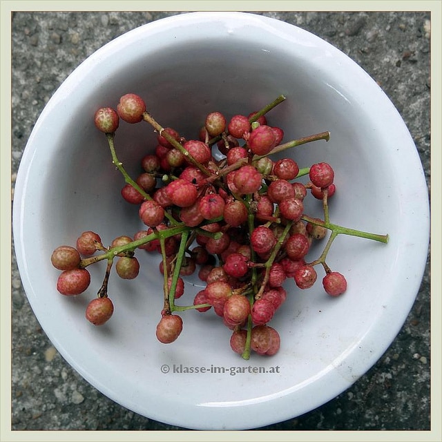 Zanthoxylum simulans