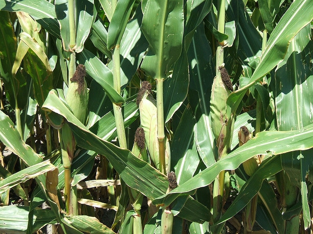 Maïs (Zea mays)