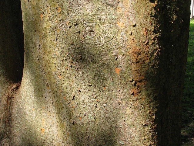 Orme de sibérie à feuilles de charme (Zelkova carpinifolia)