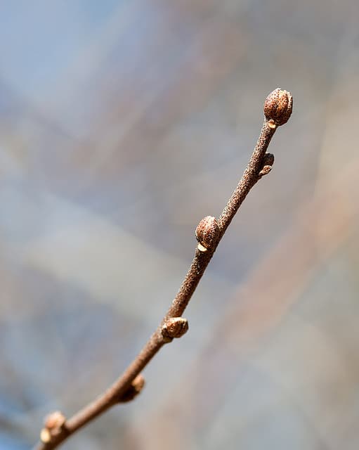 Zelkova schneideriana (Zelkova schneideriana)