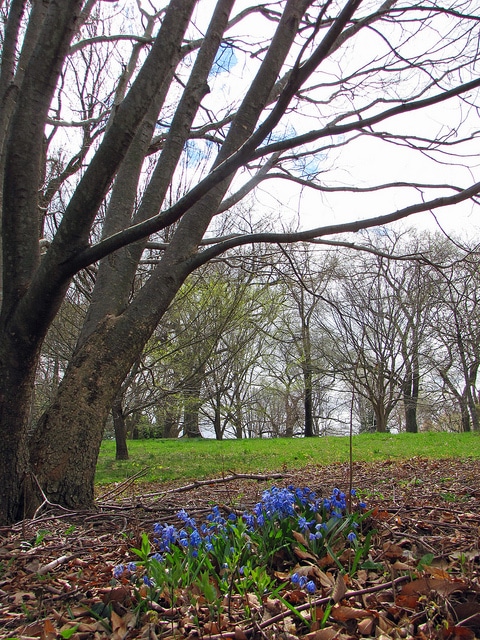 Zelkova schneideriana