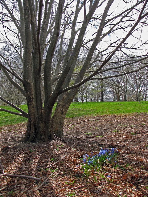 Zelkova schneideriana
