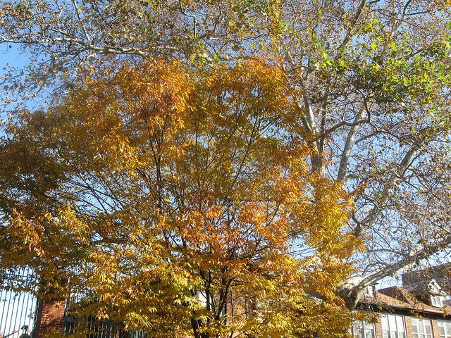 Orme de sibérie (Zelkova serrata)
