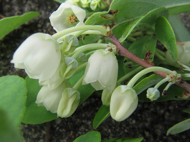 Muguet en arbre