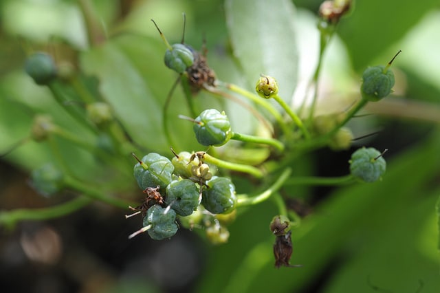 Muguet en arbre