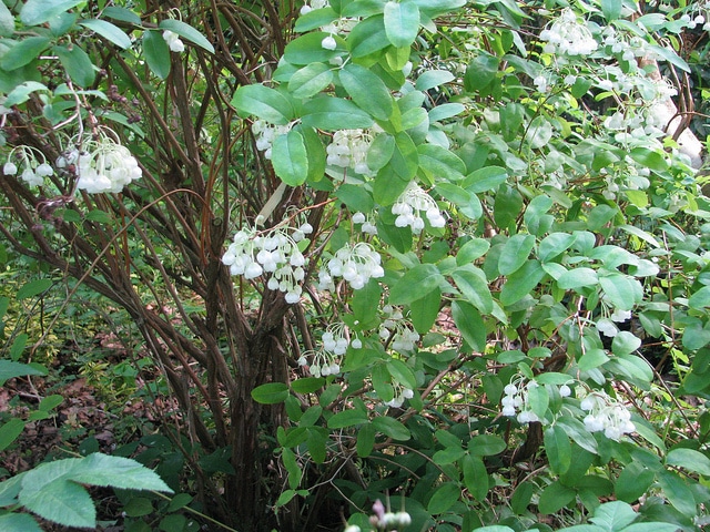 Muguet en arbre