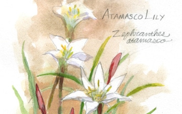 Lis atamasco