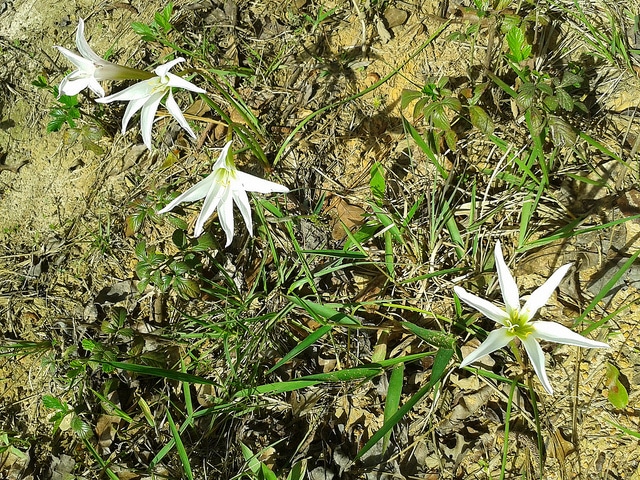 Lis atamasco (Zephyranthes atamasca)