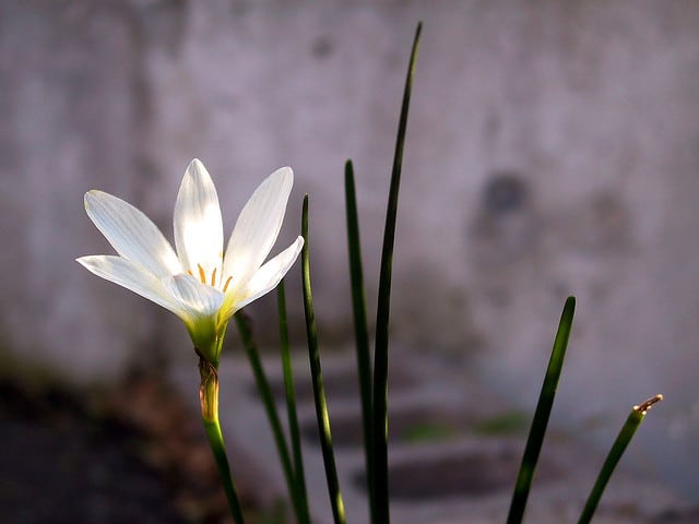 Crocus du brésil