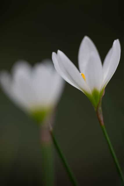 Crocus du brésil