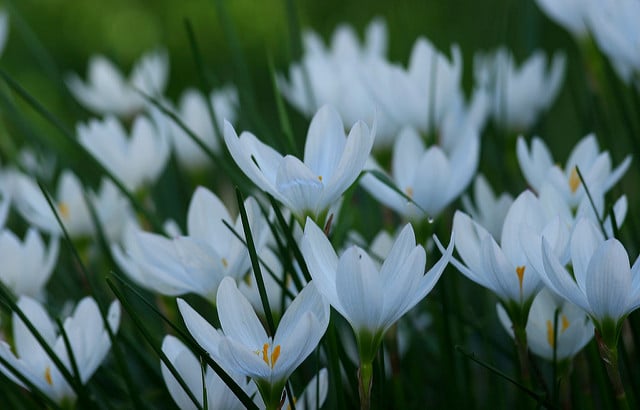 Crocus du brésil