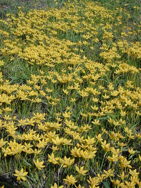 Zephyranthes citrina