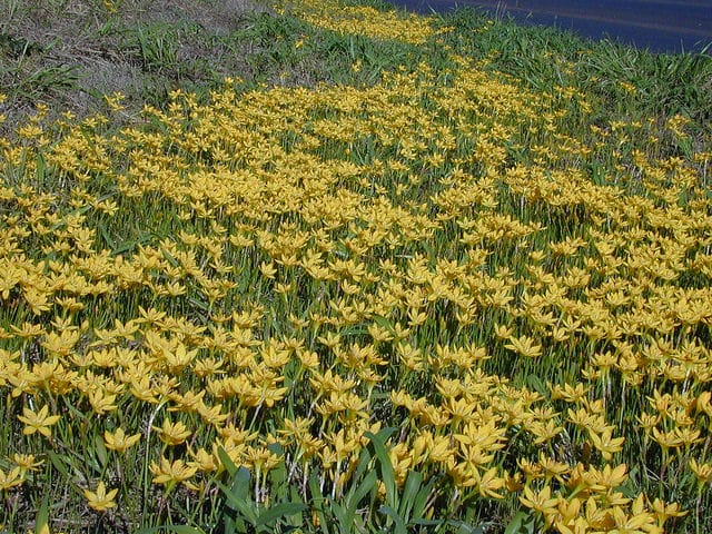 Zephyranthes citrina