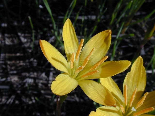 Zephyranthes citrina