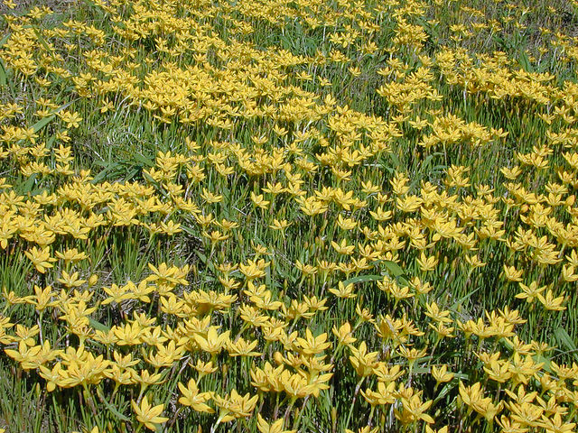 Zephyranthes citrina (Zephyranthes citrina)
