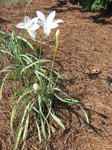 Zephyranthes drummondii (Zephyranthes drummondii)