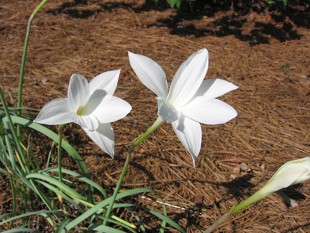 Zephyranthes drummondii