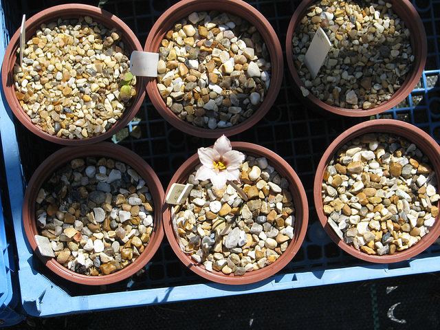 Zephyranthes drummondii