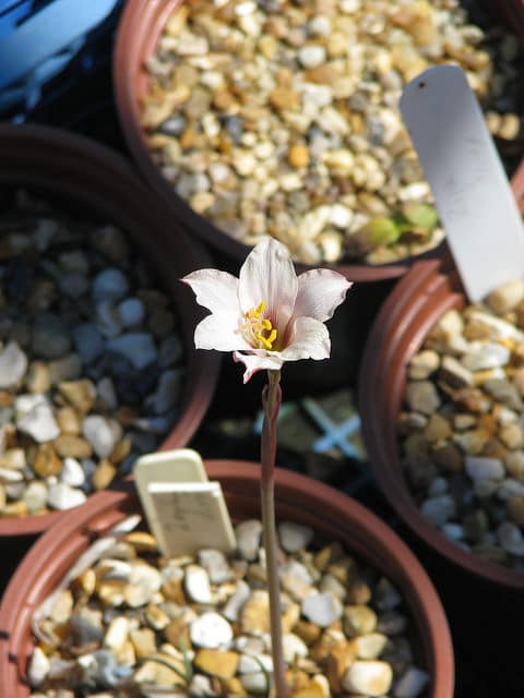 Zephyranthes drummondii