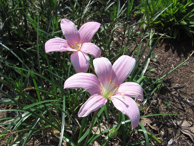 Zéphyrante à grandes fleurs