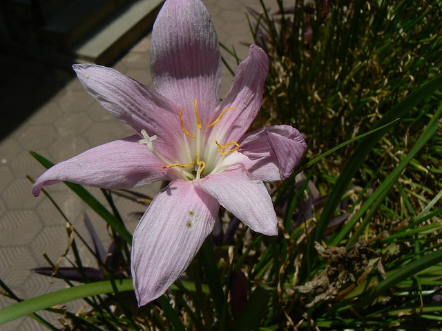 Zéphyrante à grandes fleurs