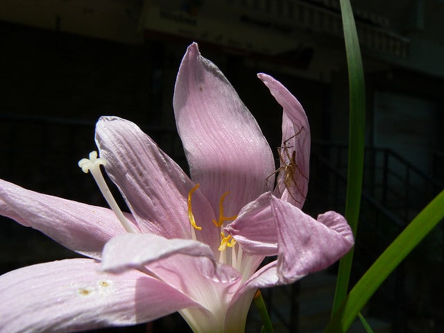Zéphyrante à grandes fleurs
