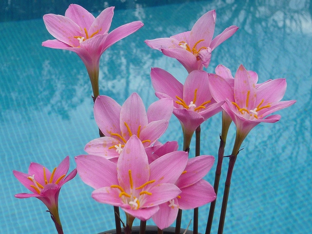 Zéphyrante à grandes fleurs