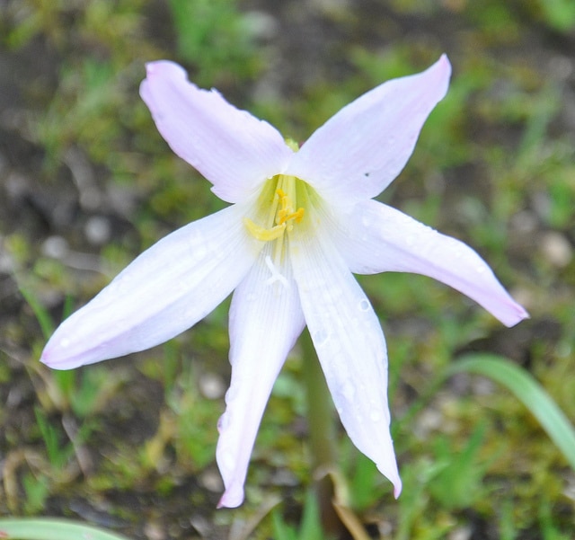 Zéphyrante à grandes fleurs