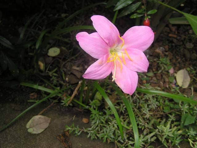 Zéphyrante à grandes fleurs (Zephyranthes grandiflora)