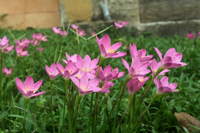 Zephyranthes rosea