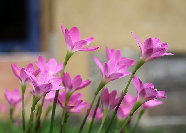 Zephyranthes rosea