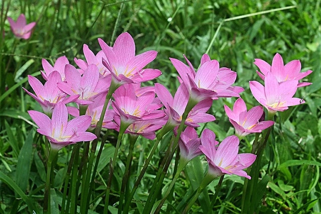 Zephyranthes rosea