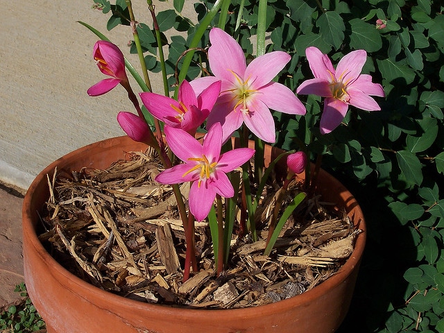 Zephyranthes rosea
