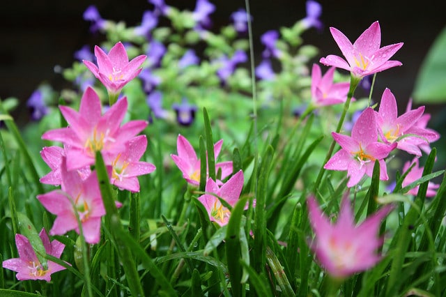 Zephyranthes rosea