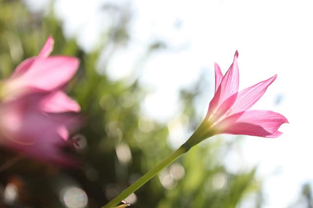 Zephyranthes rosea (Zephyranthes rosea)