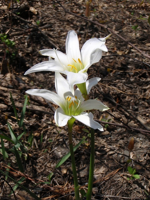 Zephyranthes treatiae