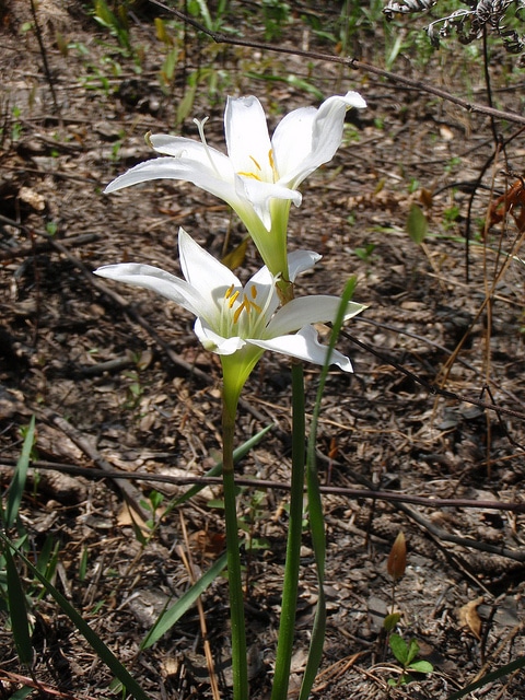 Zephyranthes treatiae