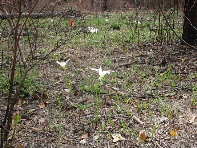 Zephyranthes treatiae