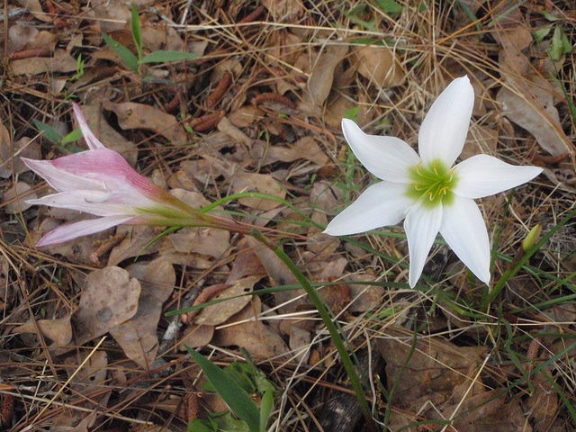 Zephyranthes treatiae (Zephyranthes treatiae)