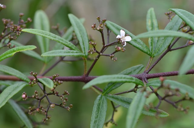 Zieria smithii